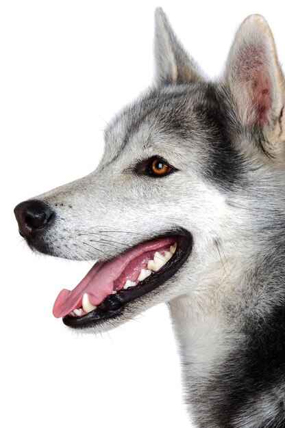 Close-up of a dog looking away