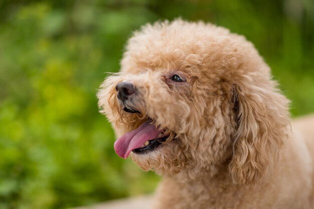 Close-up of a dog looking away