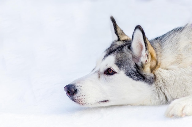 犬が目をそらしているクローズアップ