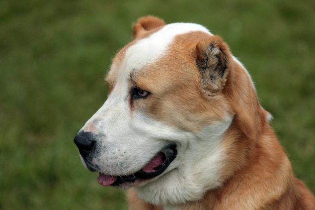 遠くを見回す犬のクローズアップ