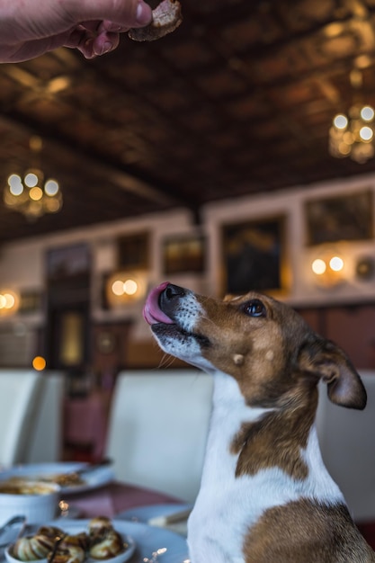 Photo close-up of dog looking away