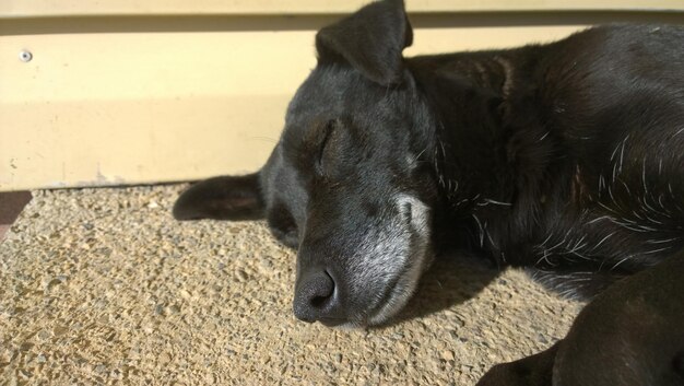 Close-up of a dog looking away