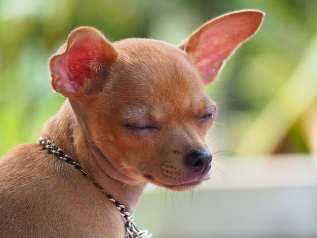 Photo close-up of dog looking away