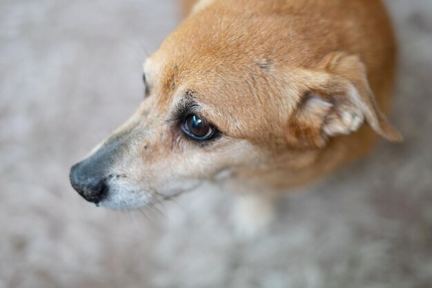 Close-up of a dog looking away