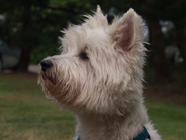 Photo close-up of dog looking away