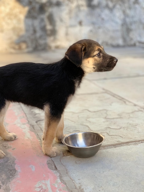 Foto close-up di un cane che guarda da un'altra parte