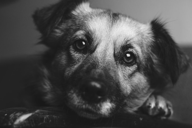 カメラを見ている犬のクローズアップ