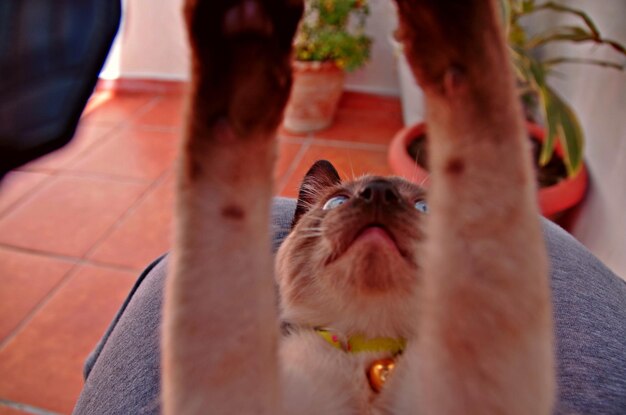 Foto close-up di un cane che guarda la telecamera