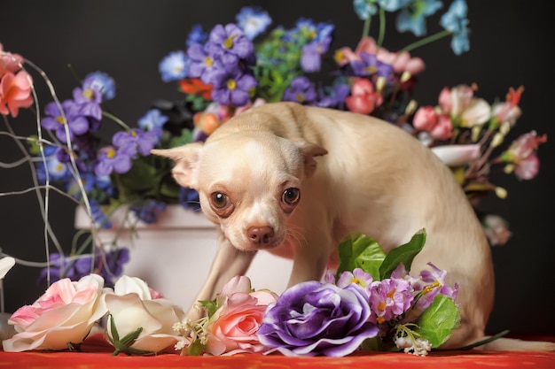 Close-up of a dog looking at flower
