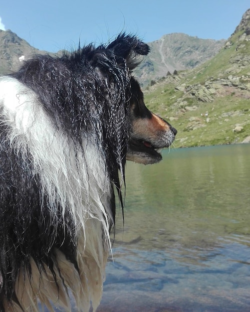 Foto close-up di un cane che guarda il lago