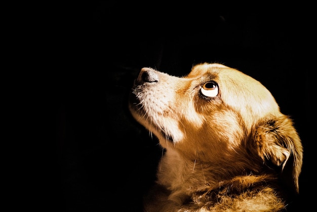 黒い背景を向いて見ている犬のクローズアップ