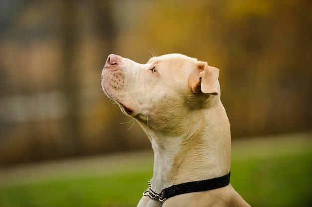 close-up of dog looking up