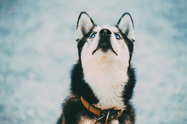 Photo close-up of dog looking up