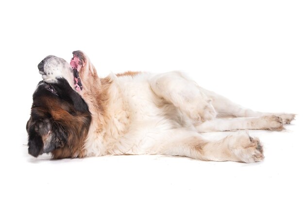 Photo close-up of dog lying against white background