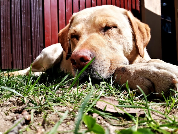 Foto close-up di un cane sdraiato sul campo