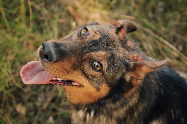 草に横たわって犬にクローズアップ