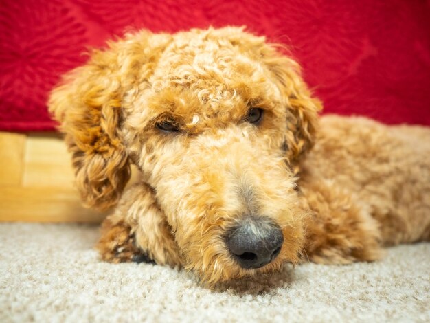 Photo close-up of a dog lying down at home