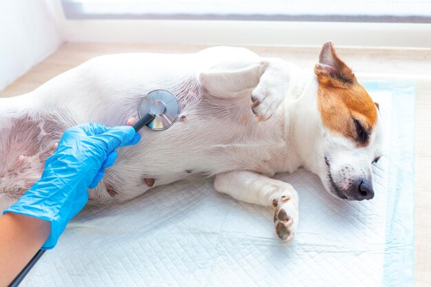 Close-up of dog lying down