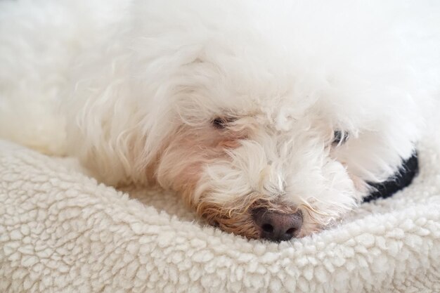 Foto close-up di un cane sdraiato