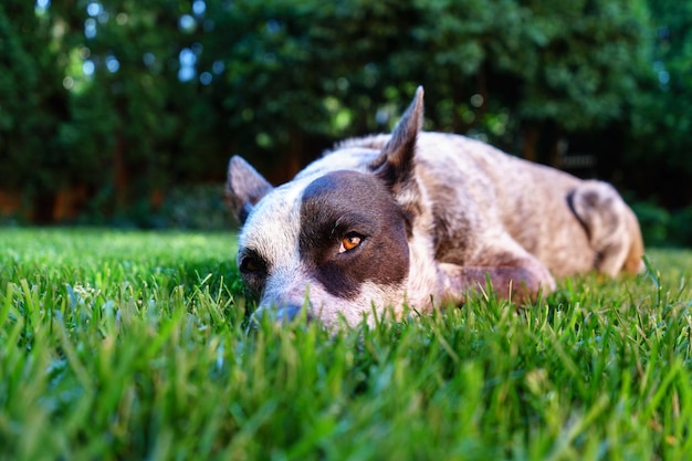 Клоуз-ап собаки, лежащей на траве на заднем дворе