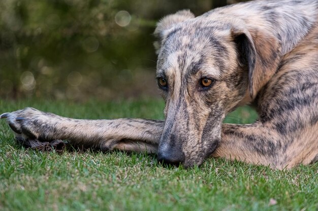 Photo close-up of a dog lying on grass