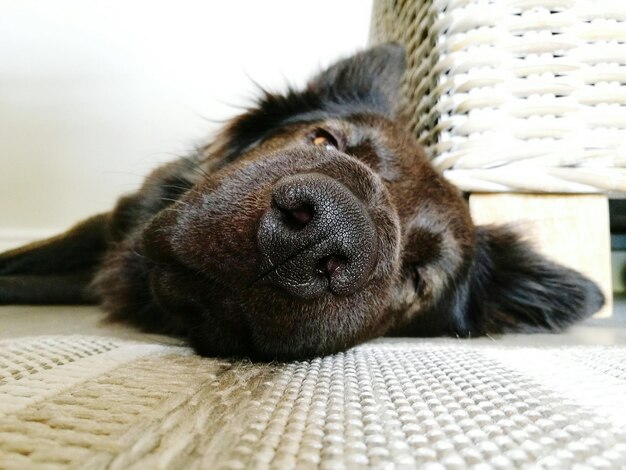 Close-up of dog lying on mat