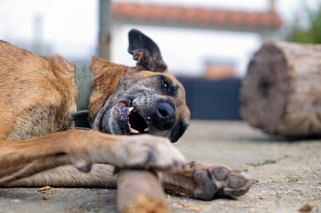 Photo close-up of dog lying on road