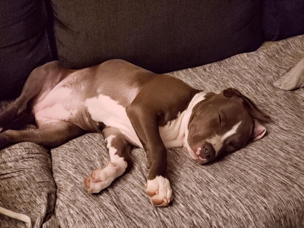 Photo close-up of dog lying on sofa at home