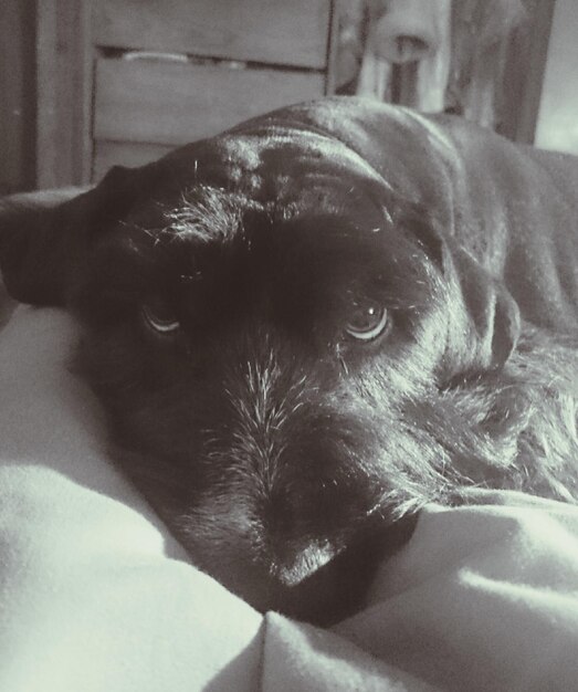 Close-up of dog lying on sofa