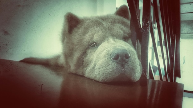 Foto close-up di un cane sdraiato sui gradini