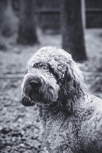 Photo close up of dog           monochrome photography