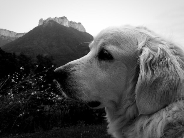 Photo close-up of dog on mountain