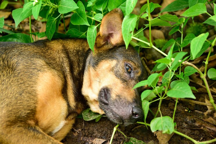 फोटो close-up of a dog and nature