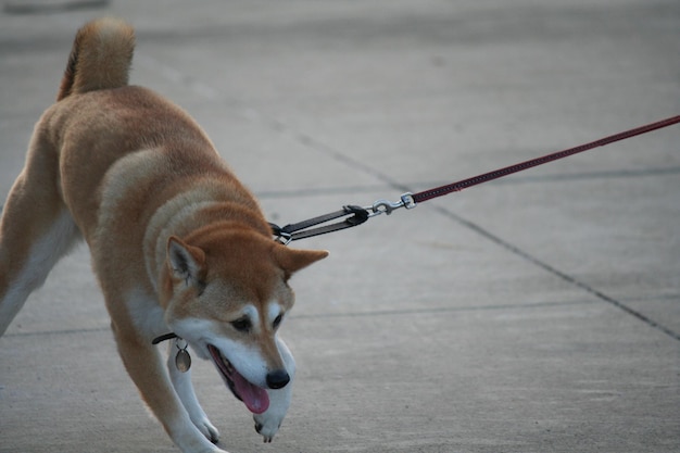 外で犬をクローズアップ