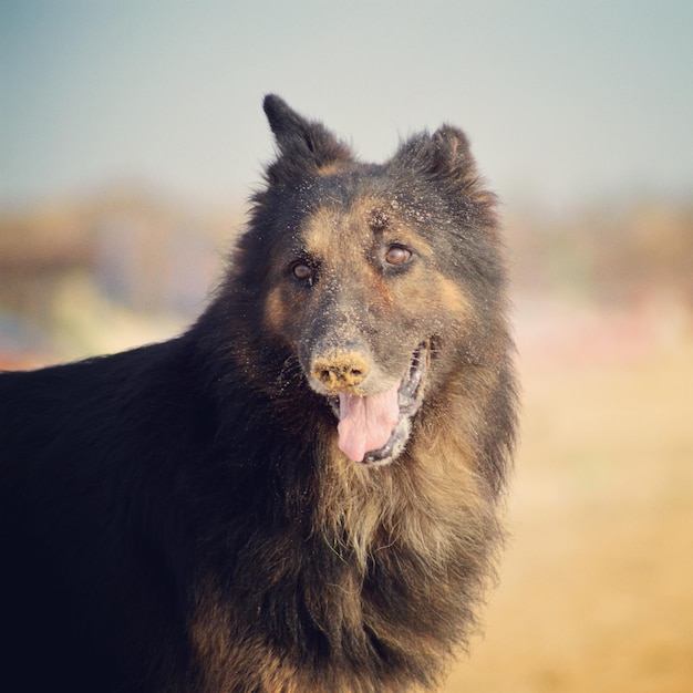 close-up of dog outdoors