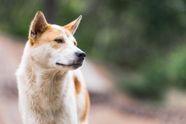 close-up of dog outdoors