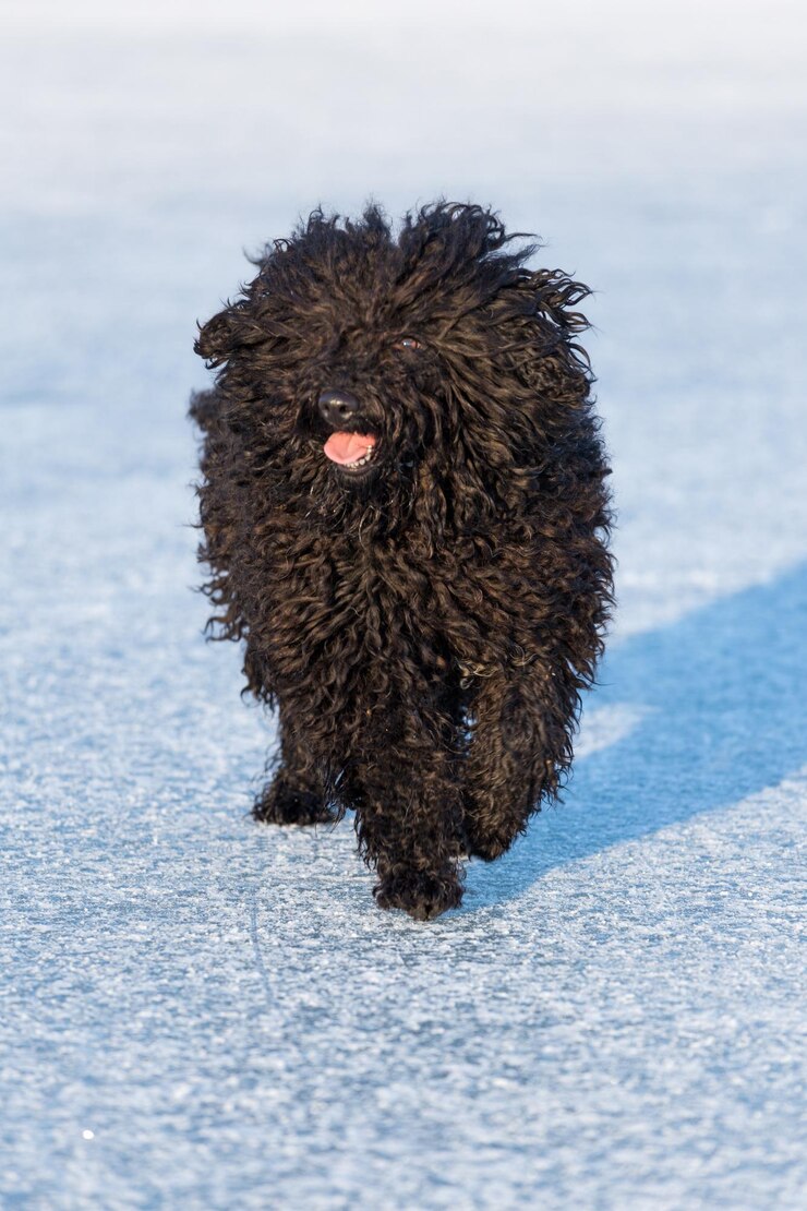 Photo 外で犬をクローズアップする