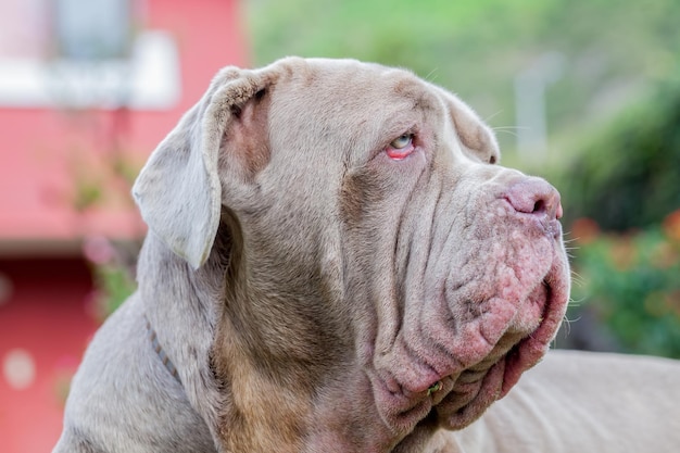 Photo close-up of dog outdoors