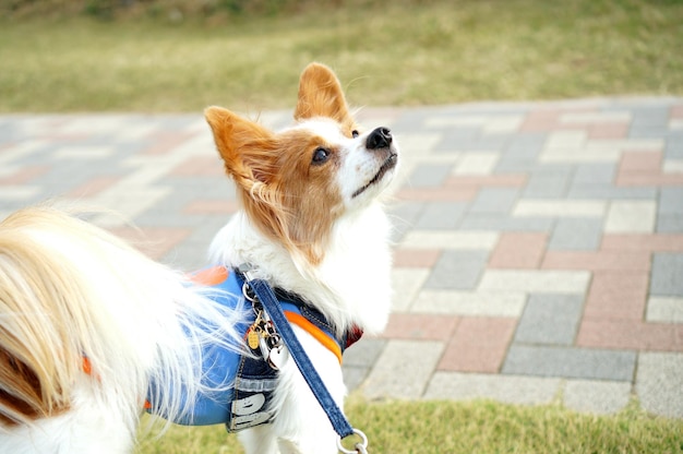 外で犬をクローズアップする
