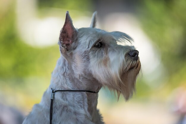 Photo close-up of dog outdoors