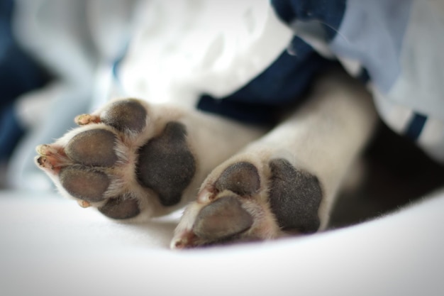 ベッド上の犬のピオンをクローズアップ