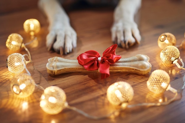 Foto close-up delle zampe del cane con luci illuminate