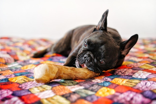 Close-up of dog playing and lying down on bed