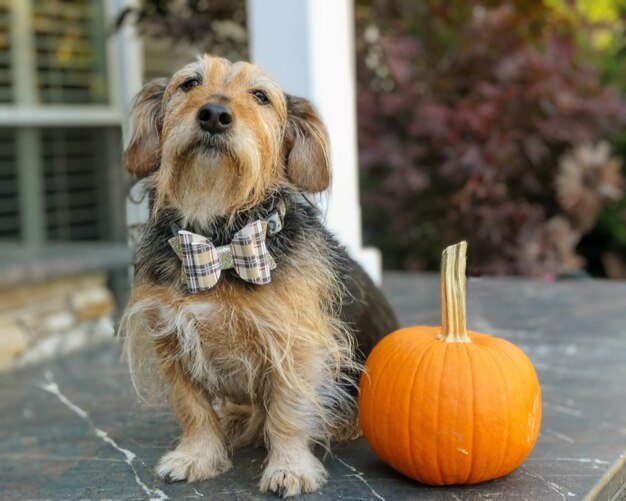 Photo close-up of dog on pumpkin