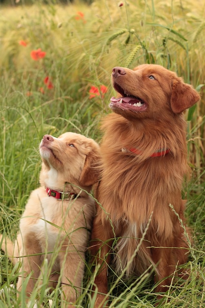 Close-up of dog  and puppy on grass