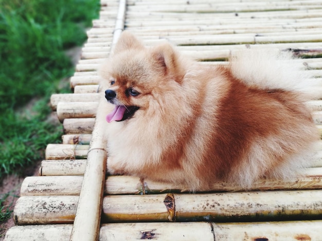 Foto close-up di un cane sulla ringhiera