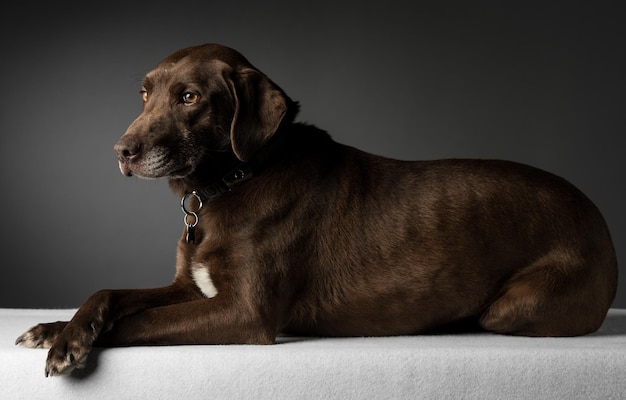 灰色の背景でリラックスしている犬のクローズアップ