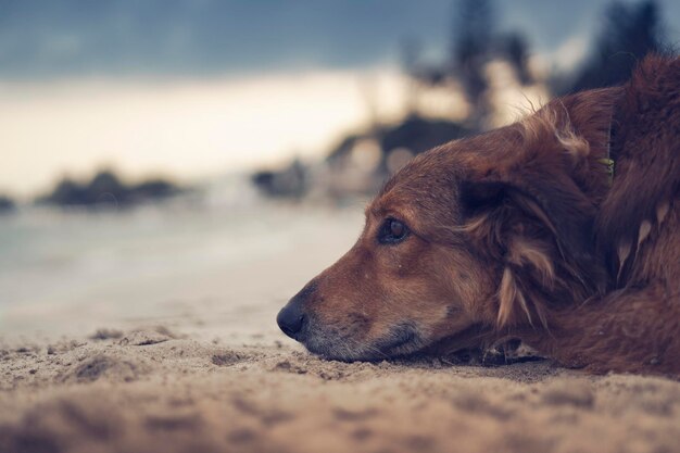 Close-up of dog relaxing on beach