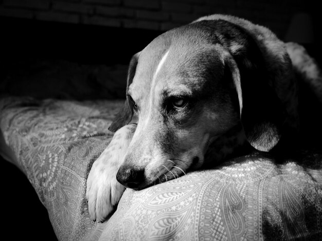 Close-up of dog relaxing on bed at home