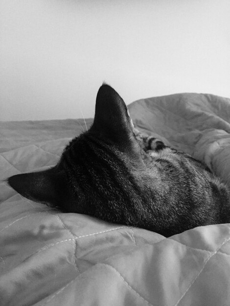 Close-up of dog relaxing on bed at home